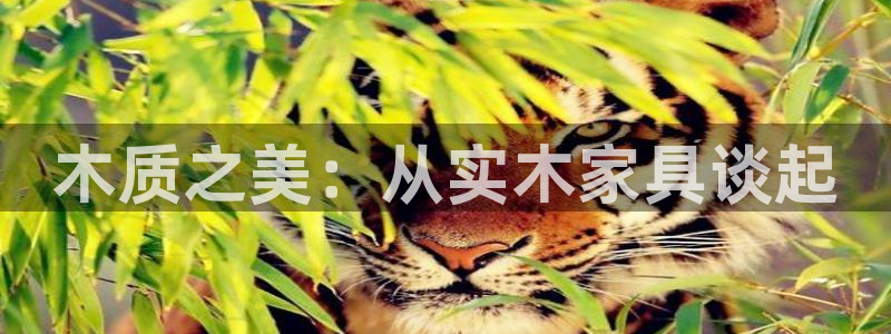 球盟会黑