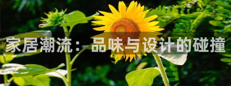 球盟会app网址多少